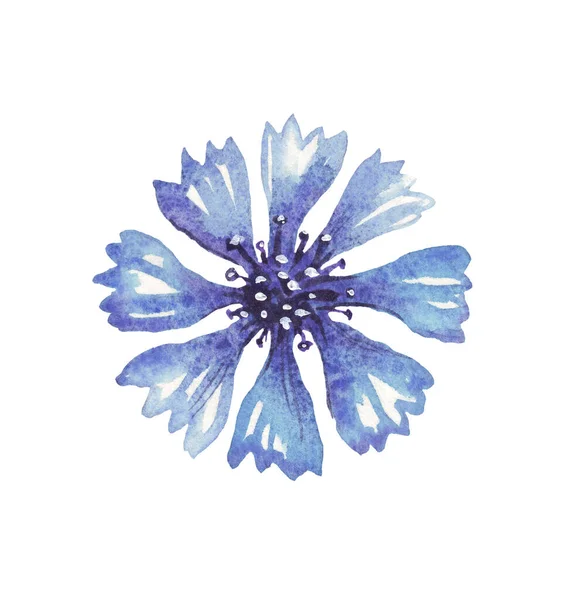 Aciano Azul Ilustración Acuarela Pintado Mano —  Fotos de Stock