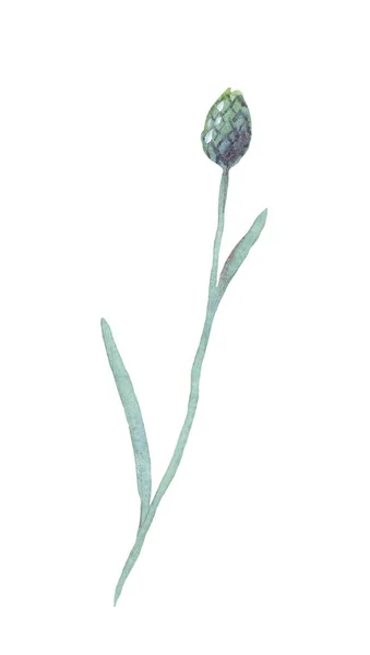 Blauwe Korenbloem Aquarelillustratie Handgeschilderd — Stockfoto
