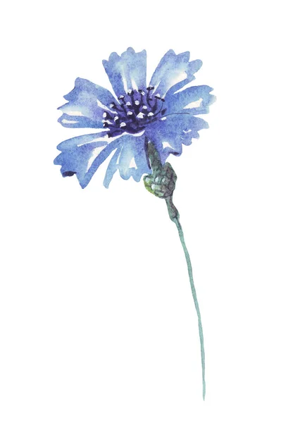 Синий Васильковый Цветок Акварель Рисунок Мбаппе — стоковое фото