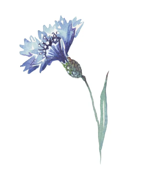 Blaue Kornblume Aquarell Illustration Handgemalt — Stockfoto