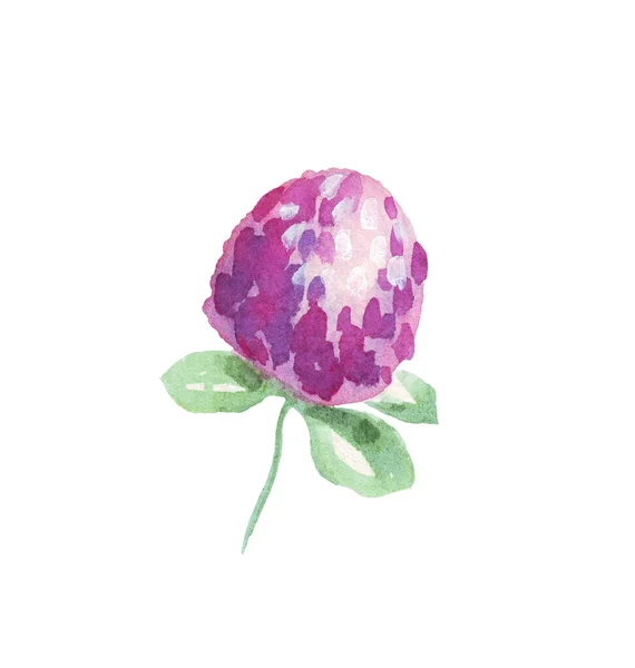 Klöver Blomma Akvarell Illustration Handmålade — Stockfoto