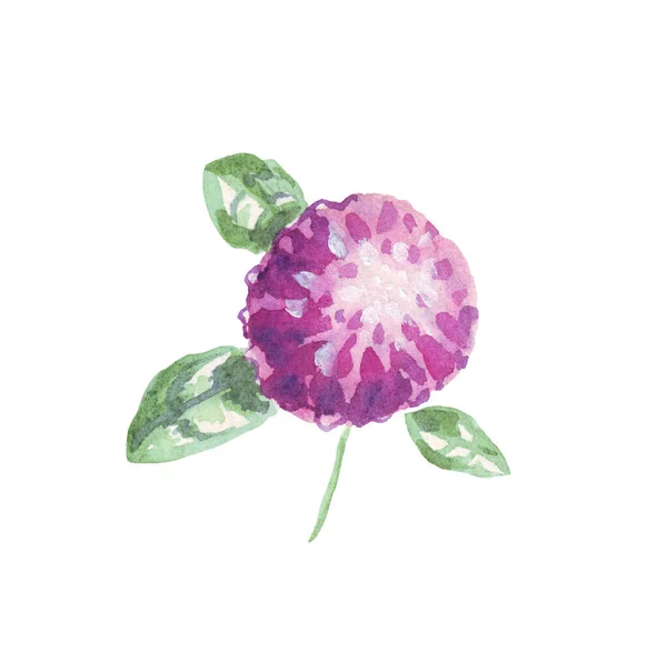 Fiore Trifoglio Illustrazione Acquerello Dipinto Mano — Foto Stock