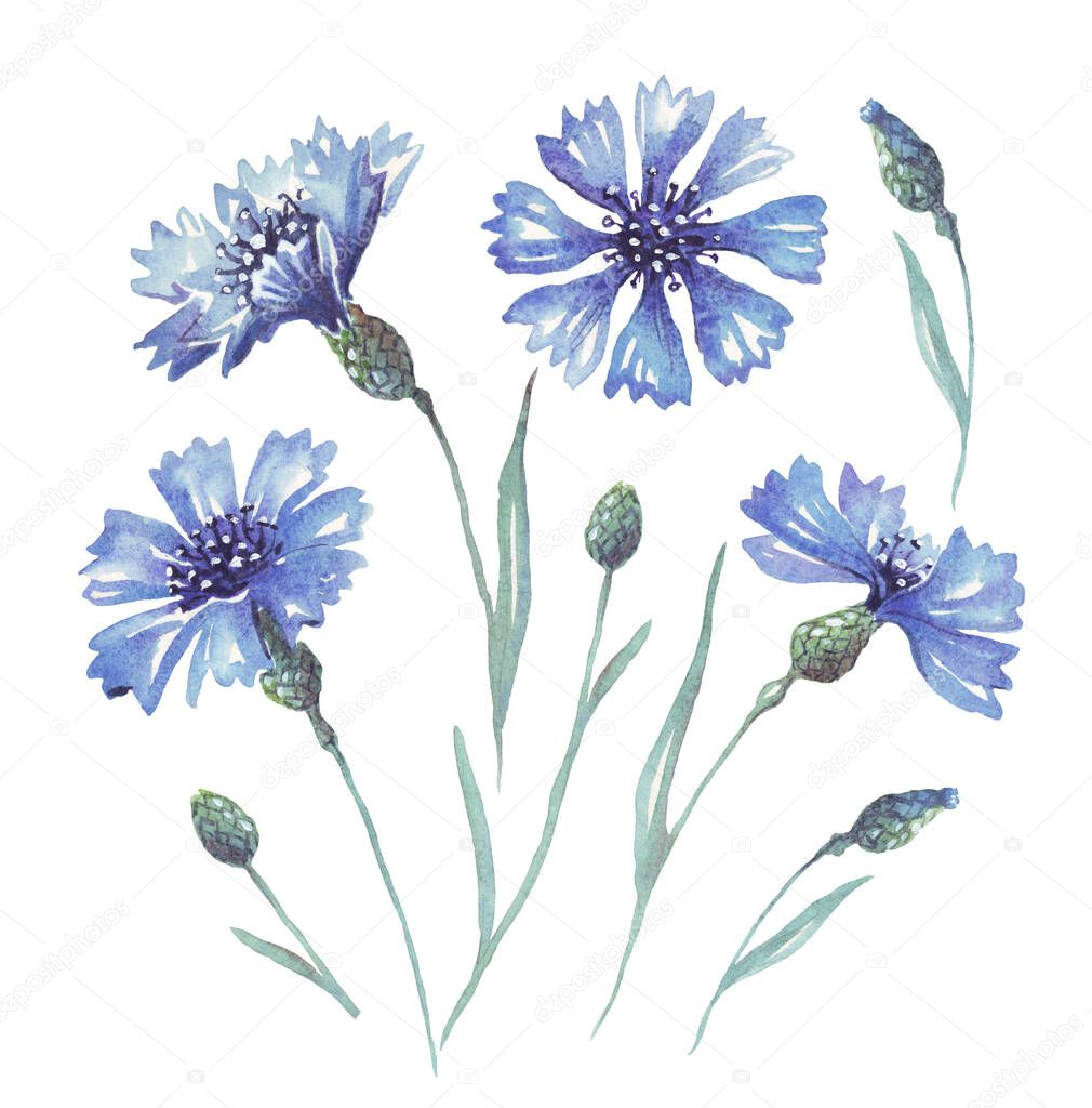 Blue cornflowers. Watercolor illustration. Hand-painted