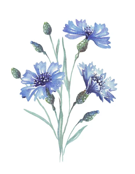 Niebieskie Kwiaty Ilustracja Akwareli Ręcznie Malowane — Zdjęcie stockowe