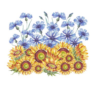 Ayçiçeği ve çiçek. Ukrayna bayrağı. Suluboya çizimi