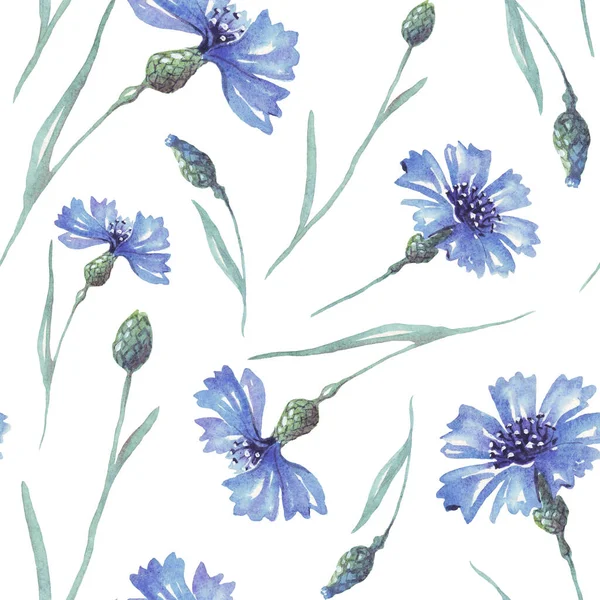 Suluboya conflowers. Kusursuz golf sopası. El boyaması.