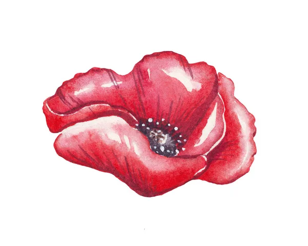 Цветок Мака Акварель Рисунок Мбаппе — стоковое фото