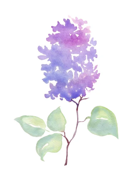 Lilac Flower Watercolor Illustration Hand Painting — Stock Photo, Image