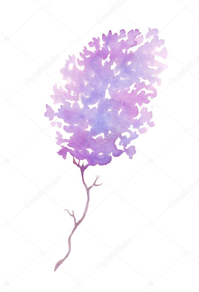 Lilac flower. Watercolor illustration. Hand-painting