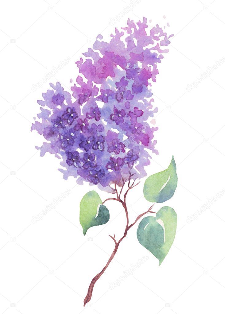 Lilac flower. Watercolor illustration. Hand-painting