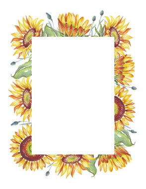 Çerçeve. Suluboya ayçiçekleri. Elle boyanmış Clipart