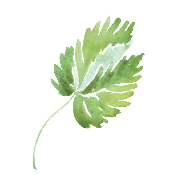 Feuille Aquarelle Clipart Peint Main — Photo