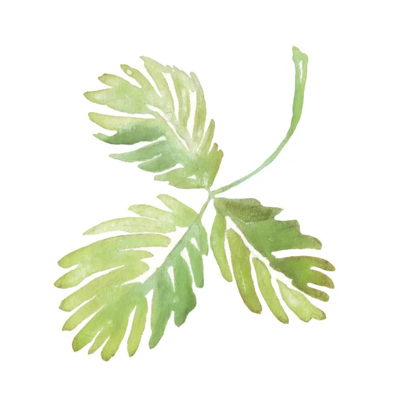 Watercolor Leaf Hand Painted Clipart — Stockfoto
