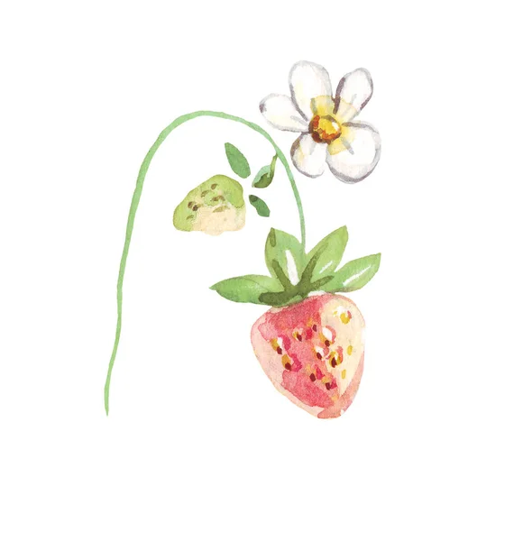 Watercolor Strawberry Hand Painted Clipart Isolated — Stock Photo, Image