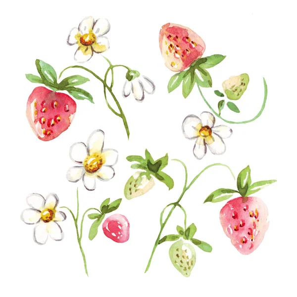 Set Fragole Acquerello Clipart Dipinto Mano Isolato — Foto Stock