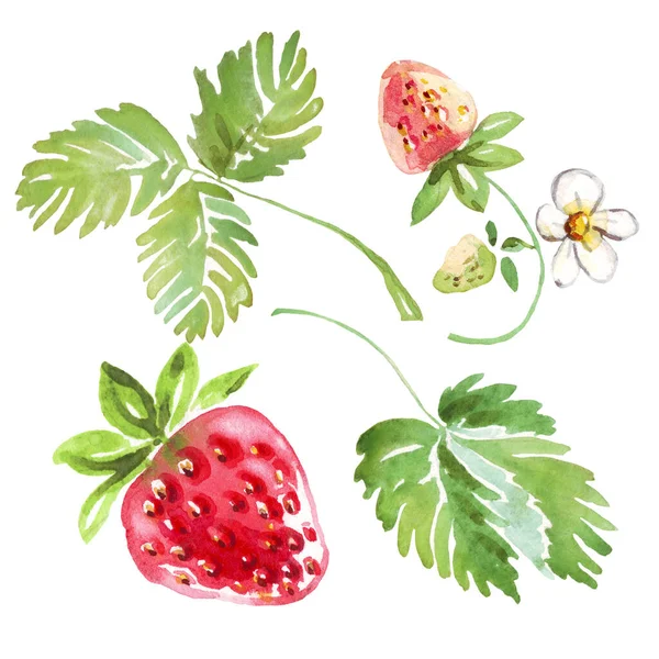 Suluboya çilek seti. Elle boyanmış klipsli. İzole edilmiş