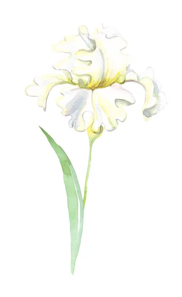 Fiore Iris Acquerello Illustrazione Dipinta Mano — Foto Stock