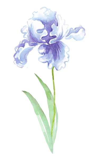 Fiore Iris Acquerello Illustrazione Dipinta Mano — Foto Stock