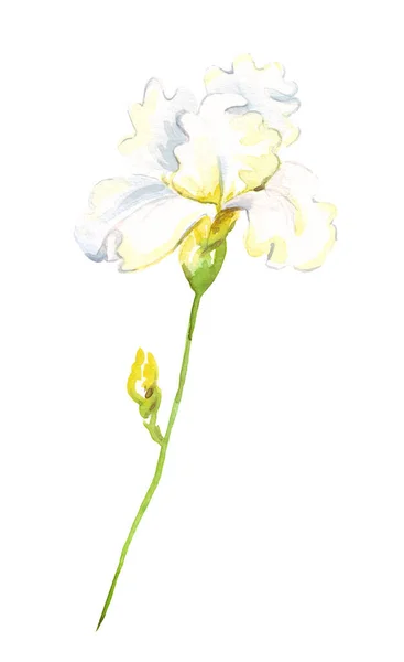 Watercolor Iris Flower Hand Painted Illustration — Stock Photo, Image