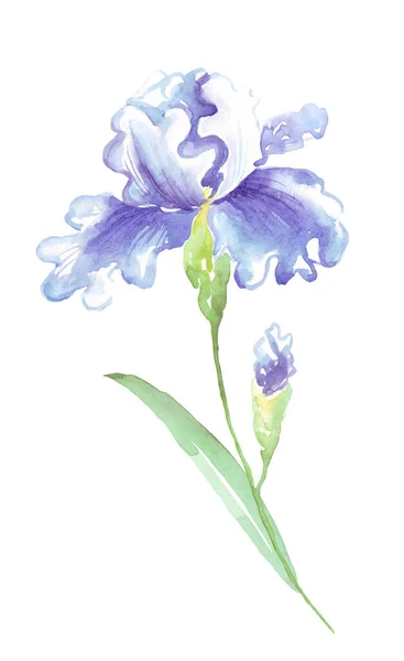 Watercolor Iris Flower Hand Painted Illustration — Foto Stock