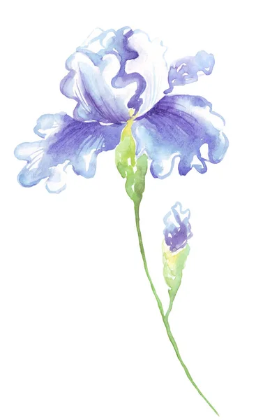 Fiore Iris Acquerello Illustrazione Dipinta Mano — Foto Stock