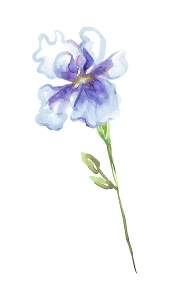 Suluboya Zambak Çiçeği Boyaması Illüstrasyon — Stok fotoğraf