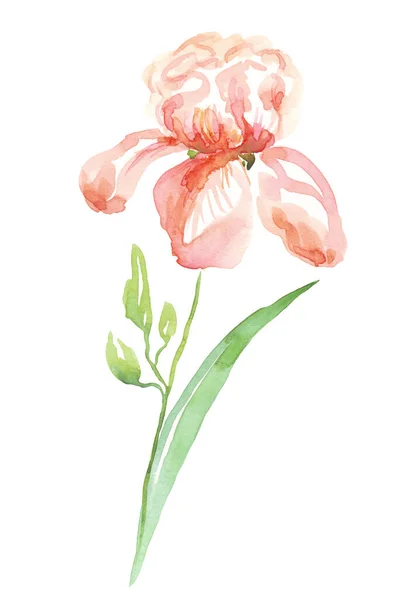 Fiore Iris Acquerello Illustrazione Dipinta Mano — Foto Stock