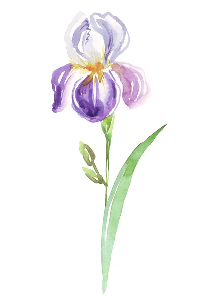 Watercolor Iris Flower Hand Painted Illustration — Fotografia de Stock