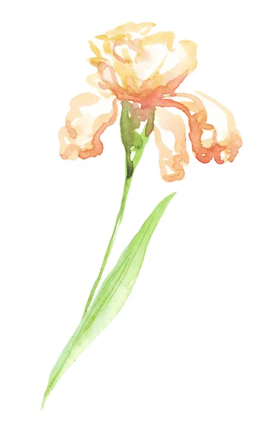 Kwiat Tęczówki Akwarela Ręcznie Malowane Ilustracje — Zdjęcie stockowe
