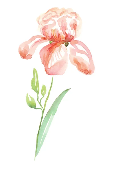 Kwiat Tęczówki Akwarela Ręcznie Malowane Ilustracje — Zdjęcie stockowe