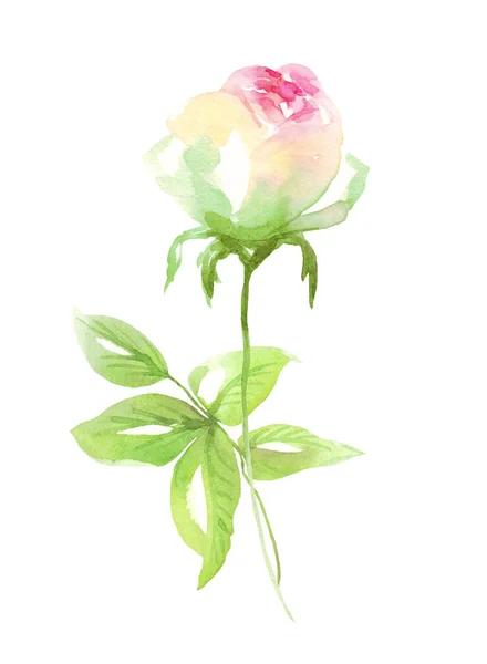 Watercolor Rose Hand Painted Clipart Isolated — Stock Photo, Image