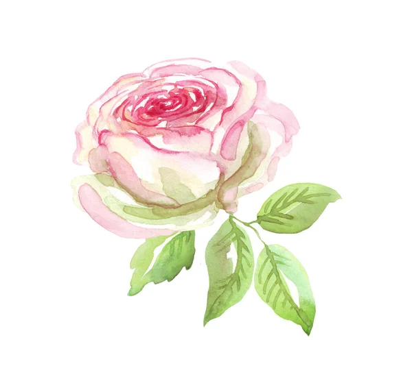 Watercolor Rose Hand Painted Clipart Isolated — Fotografia de Stock