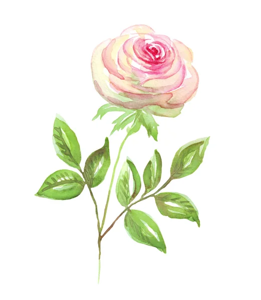 Watercolor Rose Hand Painted Clipart Isolated — ストック写真