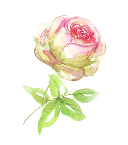 Rosa Aquarela Clipart Pintado Mão Isolados — Fotografia de Stock