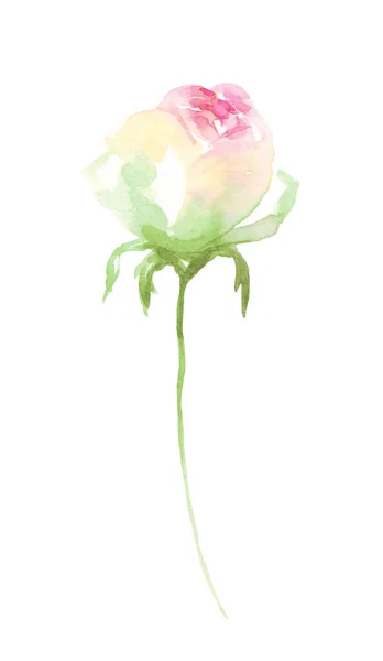 Watercolor Rose Hand Painted Clipart Isolated — Fotografia de Stock