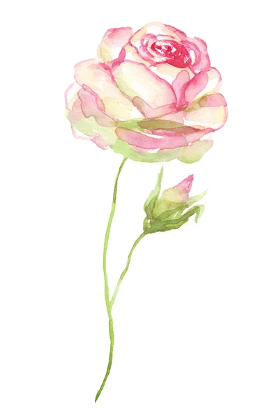 Akvarell Rózsa Kézzel Festett Előfizető Elszigetelt — Stock Fotó