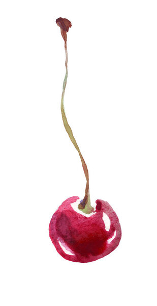 Cherry . Watercolor clipart. Hand-painted illustration