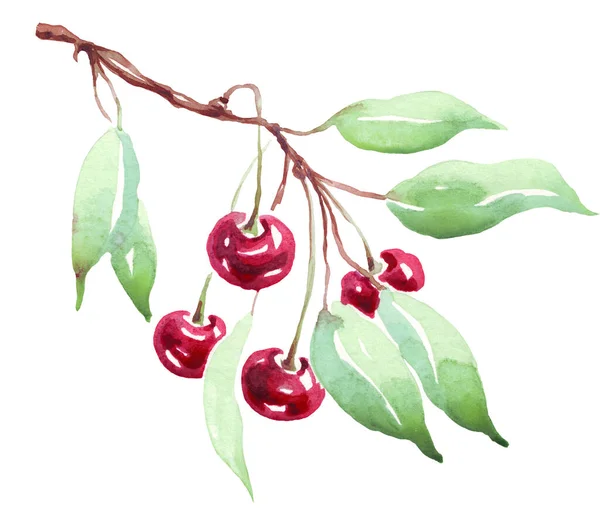 Cherry Watercolor Clipart Hand Painted Illustration — Fotografia de Stock