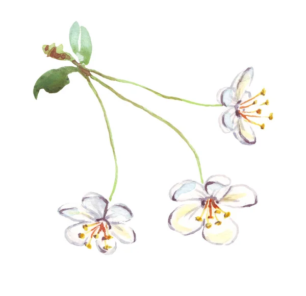 Wiśniowy Kwiat Kliparty Akwarelowe Ręcznie Malowane Ilustracje — Zdjęcie stockowe