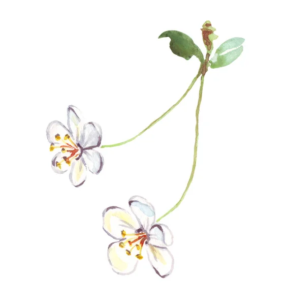 Cherry Flower Watercolor Clipart Hand Painted Illustration — Foto Stock