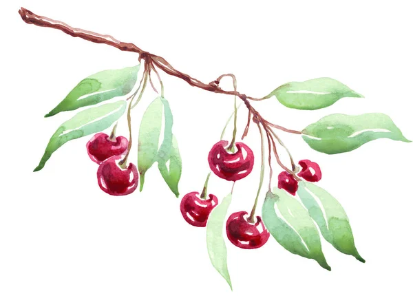 Cherry Watercolor Clipart Hand Painted Illustration — Stock fotografie