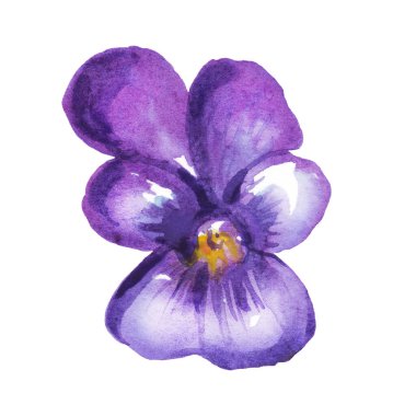 Pansy. Watercolor clipart. Hand-painted illustration