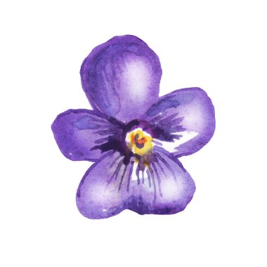 Pansy. Watercolor clipart. Hand-painted illustration