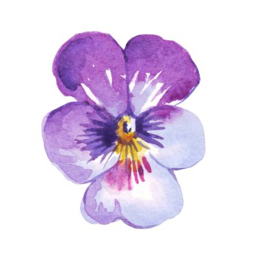 Pansy. Watercolor clipart. Hand-painted illustration