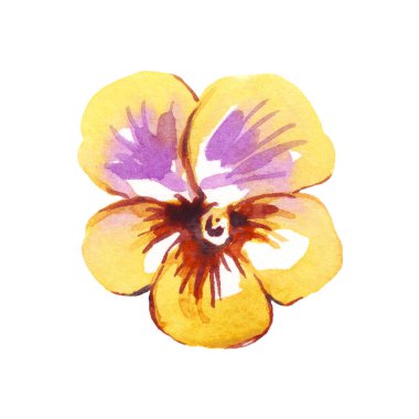 Pansy. Watercolor clipart. Hand-painted illustration