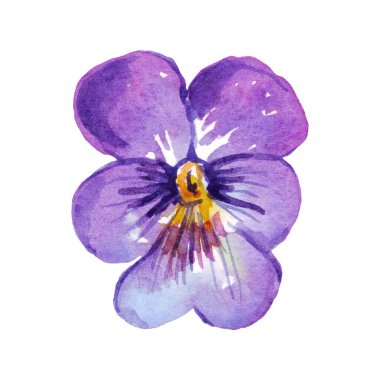 Pansy. Watercolor clipart. Hand-painted illustration