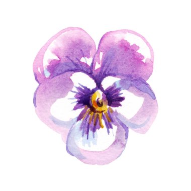 Pansy. Watercolor clipart. Hand-painted illustration