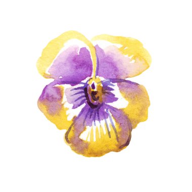 Pansy. Watercolor clipart. Hand-painted illustration
