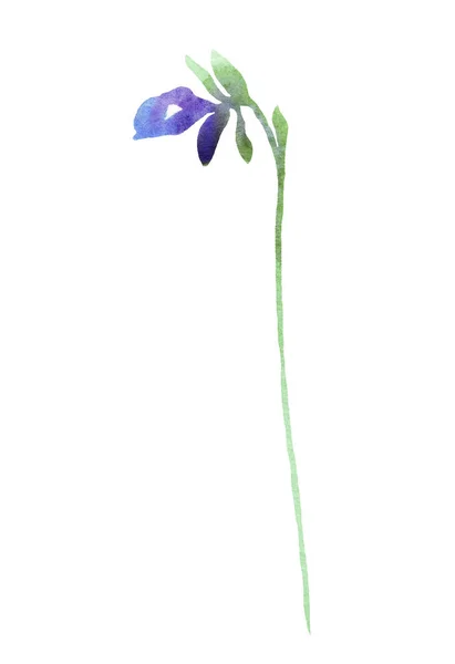 Pansy Bud Watercolor Clipart Hand Painted Illustration — 图库照片