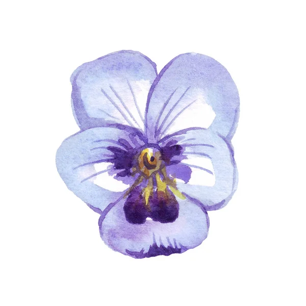 Pansy Watercolor Clipart Hand Painted Illustration — Foto Stock